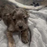 Bleu , a male French Bulldog and Yorkshire Terrier for sale in Mount Carmel, PA – Photo 8 of 10