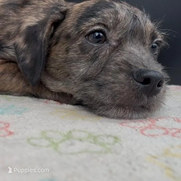 Bleu , a male French Bulldog and Yorkshire Terrier for sale in Mount Carmel, PA – Photo 3 of 10