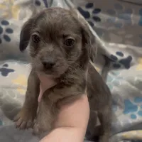 Bleu , a male French Bulldog and Yorkshire Terrier for sale in Mount Carmel, PA – Photo 9 of 10