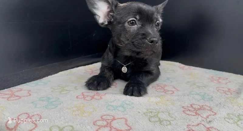 Winston – French Bulldog, Yorkshire Terrier puppy for sale in Mount Carmel, PA