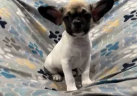 Olive, a male French Bulldog and Pug for sale in Mount Carmel, PA – 3 of 5