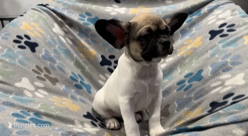 Olive – French Bulldog, Pug puppy for sale in Mount Carmel, PA