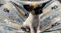 Olive, a male French Bulldog and Pug for sale in Mount Carmel, PA – 1 of 5