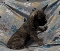 Tucker, a male French Bulldog and Pug for sale in Mount Carmel, PA – 3 of 5