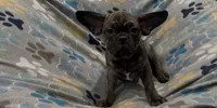 Tucker, a male French Bulldog and Pug for sale in Mount Carmel, PA – 4 of 5