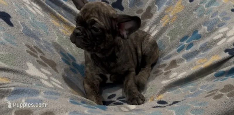 Tucker – French Bulldog, Pug puppy for sale in Mount Carmel, PA