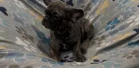 Tucker, a male French Bulldog and Pug for sale in Mount Carmel, PA – 1 of 5