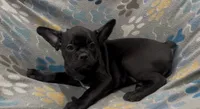 Ace, a male French Bulldog and Pug for sale in Mount Carmel, PA – 2 of 5
