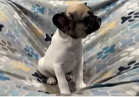 Olive, a male French Bulldog and Pug for sale in Mount Carmel, PA – 5 of 5