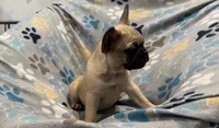 Hazel, a female French Bulldog and Pug for sale in Mount Carmel, PA – 4 of 4