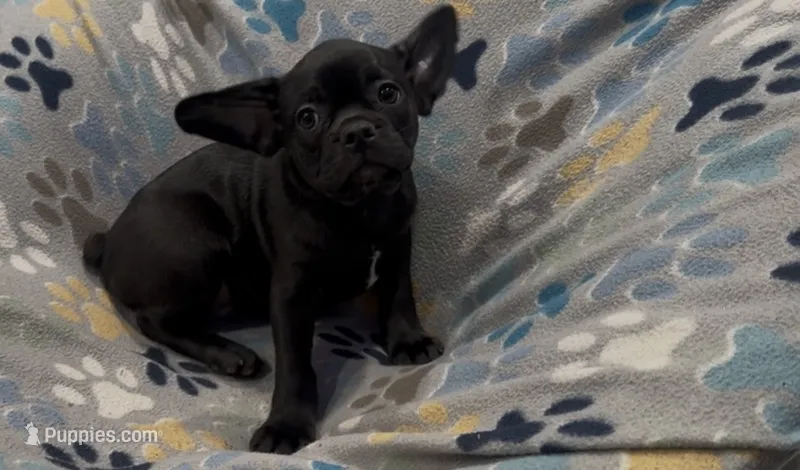 Ace – French Bulldog, Pug puppy for sale in Mount Carmel, PA