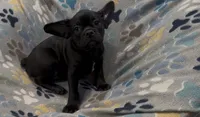 Ace, a male French Bulldog and Pug for sale in Mount Carmel, PA – 1 of 5