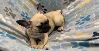 Hazel, a female French Bulldog and Pug for sale in Mount Carmel, PA – 3 of 4