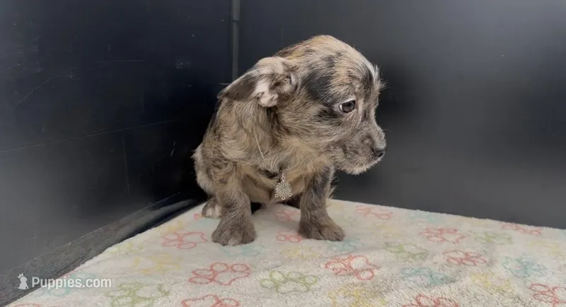 Indigo – French Bulldog, Yorkshire Terrier puppy for sale in Mount Carmel, PA