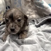 Indigo, a female French Bulldog and Yorkshire Terrier for sale in Mount Carmel, PA – Photo 8 of 10