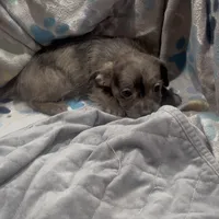 Indigo, a female French Bulldog and Yorkshire Terrier for sale in Mount Carmel, PA – Photo 10 of 10