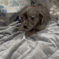 Indigo, a female French Bulldog and Yorkshire Terrier for sale in Mount Carmel, PA – Photo 9 of 10