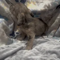 Indigo, a female French Bulldog and Yorkshire Terrier for sale in Mount Carmel, PA – Photo 7 of 10