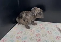 Indigo, a female French Bulldog and Yorkshire Terrier for sale in Mount Carmel, PA – Photo 2 of 10