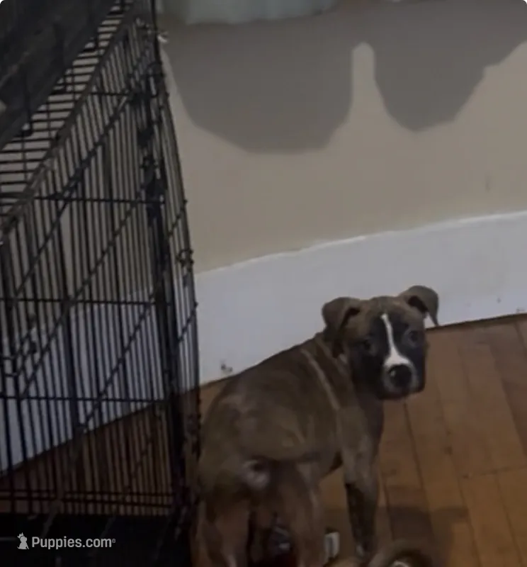 ZaZa – American Pit Bull Terrier puppy for sale in Worcester, MA