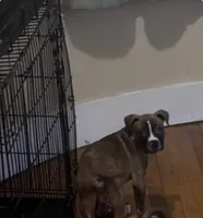ZaZa, a male American Pit Bull Terrier for sale in Worcester, MA – 1 of 2
