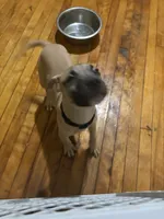 GhostFace, a male American Pit Bull Terrier for sale in Worcester, MA – 2 of 3