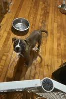 ZaZa, a male American Pit Bull Terrier for sale in Worcester, MA – 2 of 2