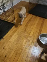 GhostFace, a male American Pit Bull Terrier for sale in Worcester, MA – 1 of 3