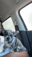 Star , a female French Bulldog for sale in Minneapolis, MN – 4 of 6