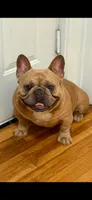 Koda, a male French Bulldog for sale in Minneapolis, MN – 7 of 9