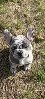 Star , a female French Bulldog for sale in Minneapolis, MN – 5 of 6