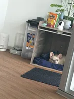 Koda, a male French Bulldog for sale in Minneapolis, MN – 4 of 9