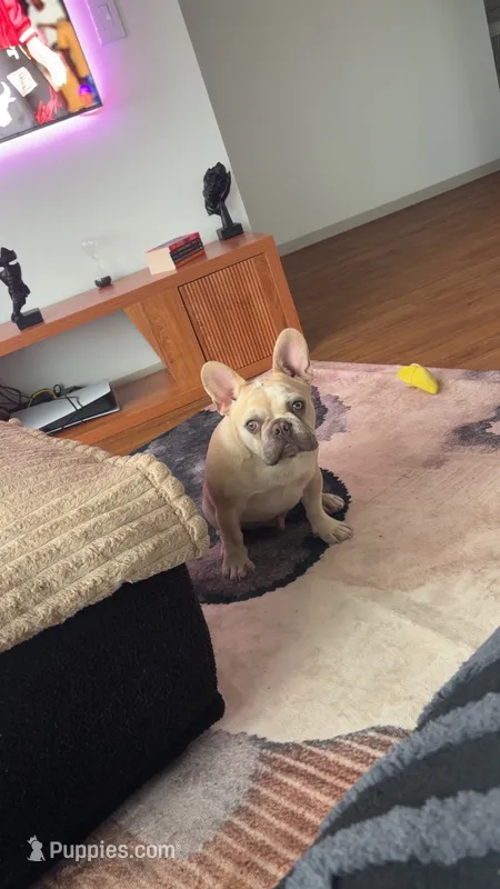 Koda – French Bulldog puppy for sale in Minneapolis, MN