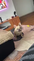 Koda, a male French Bulldog for sale in Minneapolis, MN – 1 of 9