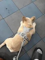 Koda, a male French Bulldog for sale in Minneapolis, MN – 6 of 9