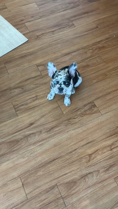 Star , a female French Bulldog for sale in Minneapolis, MN – 6 of 6