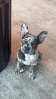 Star , a female French Bulldog for sale in Minneapolis, MN – 2 of 6