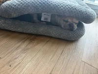 Koda, a male French Bulldog for sale in Minneapolis, MN – 9 of 9