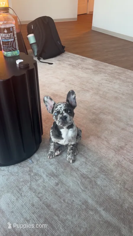 Star  – French Bulldog puppy for sale in Minneapolis, MN