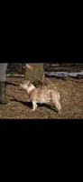 Koda, a male French Bulldog for sale in Minneapolis, MN – 8 of 9