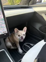 Koda, a male French Bulldog for sale in Minneapolis, MN – 5 of 9