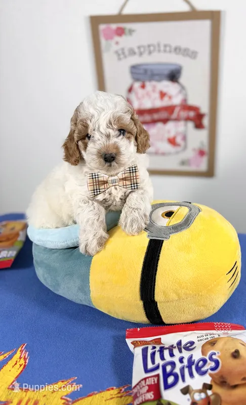 Biscuit – Poodle - Toy  puppy for sale in Houston, TX