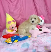Chasity, a female Maltipoo for sale in Houston, TX – 2 of 6