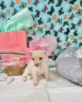 Sapphire , a female Chihuahua for sale in Houston, TX – 6 of 10