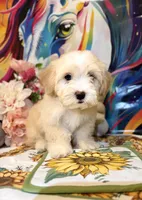 Dolce, a female Maltipoo for sale in Houston, TX – 4 of 6