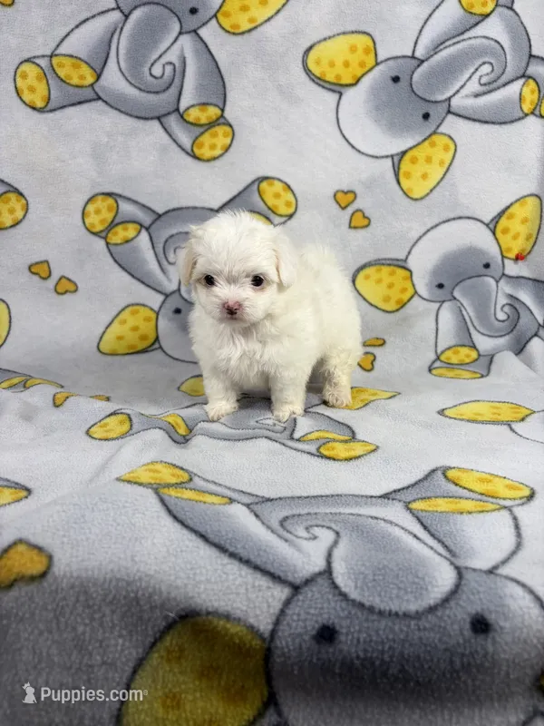 Royal – Maltipoo puppy for sale in Houston, TX