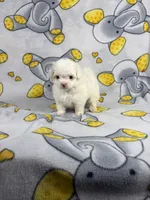 Royal, a male Maltipoo for sale in Houston, TX – 1 of 8