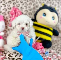 Bubbles, a female Maltipoo for sale in Houston, TX – 9 of 9