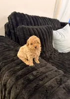 Biscotti, a male Poodle - Toy  for sale in Houston, TX – 5 of 6