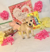 Devi, a female Chihuahua for sale in Houston, TX – 5 of 8